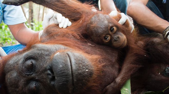 Unendlich viel Leid durch Palmölplantagen! Orang-Utan Mutter mit Baby bekommt ärztliche Versorgung