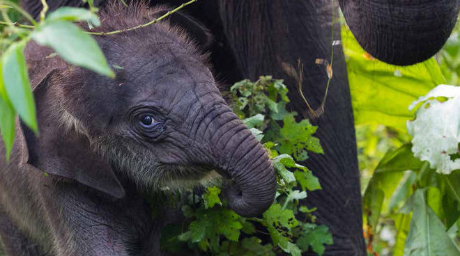 Leuser - Elefanten Kalb