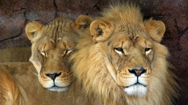 In 12 Ländern Afrikas wurden Löwen ausgerottet Ein Löwenpaar