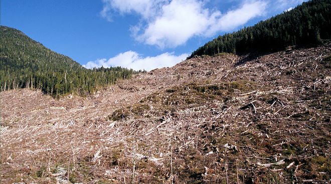 Kahlschlag auf Vancouver Island in Kanada