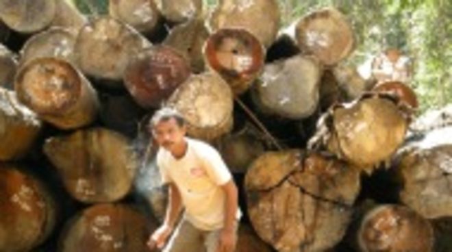 Indonesien vernichtet seinen größten Schatz