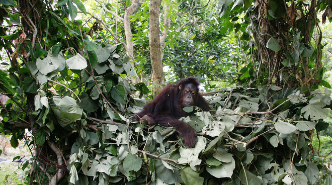 Orang-Utan im Schlafnest aus Blättern in Astgabel auf Borneo