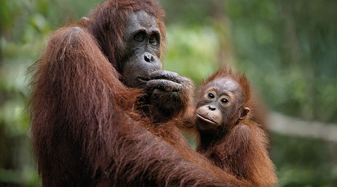 Bittere Wahrheit: Bis zu 60 Prozent Palmöl aus dem Orang-Utan Wald im "Biodiesel" Mutter und Kind – Borneo Orang-Utans gehören zu den gefährdeten Arten