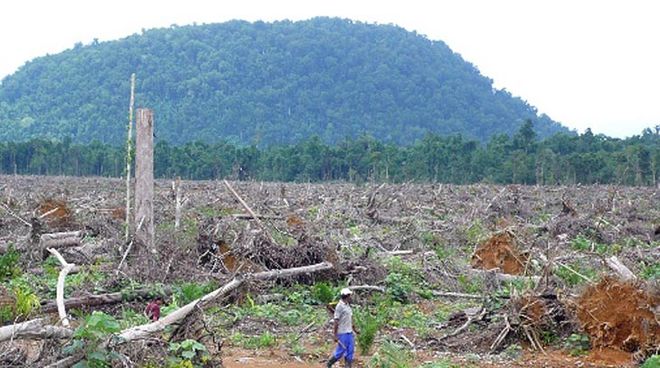 Regenwaldabholzung für Palmöl in Indonesien