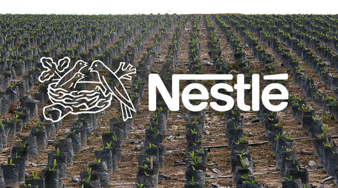 Monokulturen und Kinderarbeit gehen bei der Palmölproduktion Hand in Hand Palmöl Plantage - Nestlé Logo in Vordergrund
