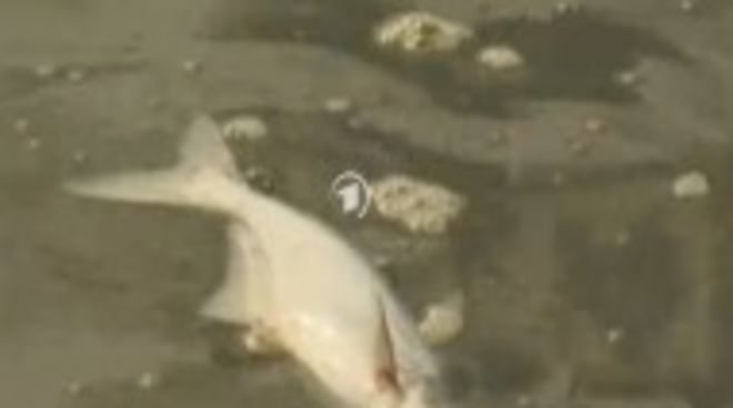 In der stinkenden Brühe der Zuchtteiche schwimmen Pangasiuskadaver