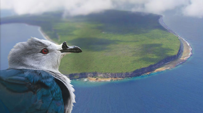 Das Makatea-Atoll ist die Heimat der seltenen Tahiti-Taube Tahiti-Taube vor dem Makatea-Atoll vor