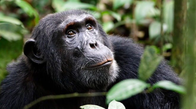 Primaten finden keinen Lebensraum, wo illegal Kakao wächst Schimpanse im Regenwald