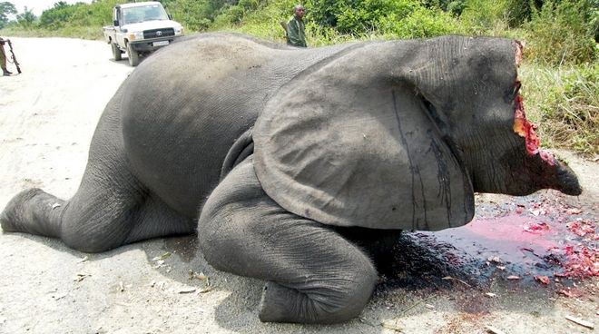 Elfenbein wird in der EU gehandelt Gewilderter Elefant in Virunga Park