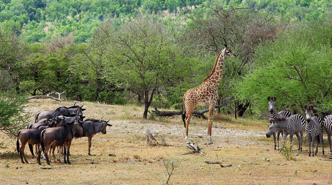 Selous: Die einmalige Tierwelt wird durch Uran-Bergbau gefährdet. Foto: igougo.com Gnus, Giraffe und Zebras stehen an einem Wasserloch im Selous Reservat