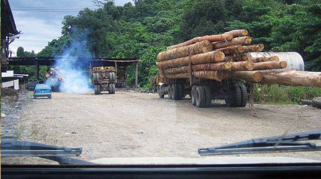 LKWs mit illegal geschlagenem Tropenholz, Beweisfotos aus Sabah (Quelle: BMF) Im malaysischen Bundesstaat Sabah wird illegales Tropenholz auf LKWs abtransportiert