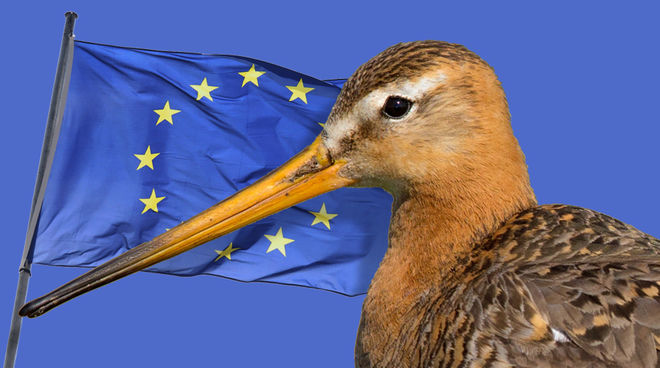 Wiesen werden durch Maisfelder für Biogas verdrängt. Die Vögel sterben aus. Uferschnepfe und EU Flagge