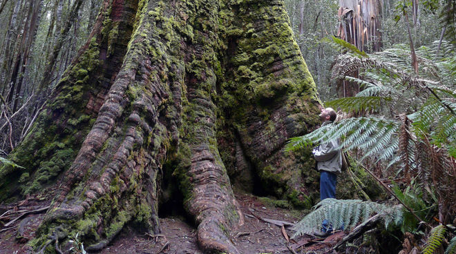 Urwaldriese Tasmanien