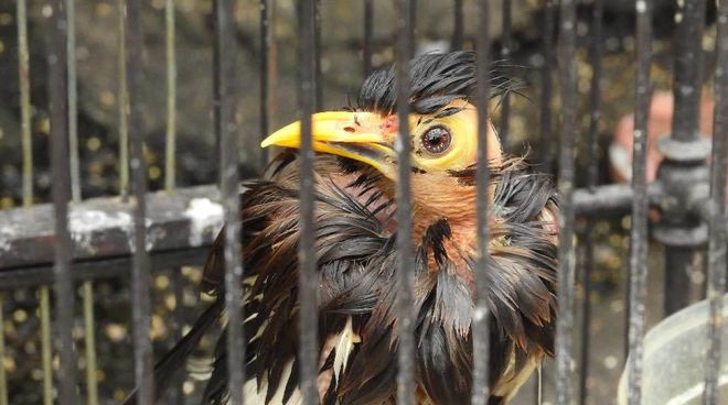 Vogelfänger sind Mitschuld am Verschwinden vieler Arten Vogel im Käfig