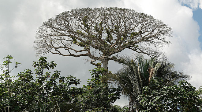 Verteidigen wir den Yasuní! Kronendach im Yasuní-Nationalpark, Ecuador