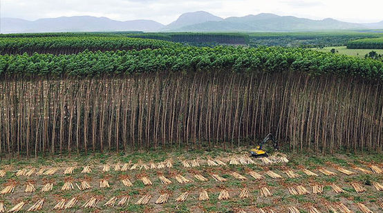 Luftbild: Ein Bagger fällt Bäume einer Plantage in Brasilien für die Herstellung von Zellstoff.
