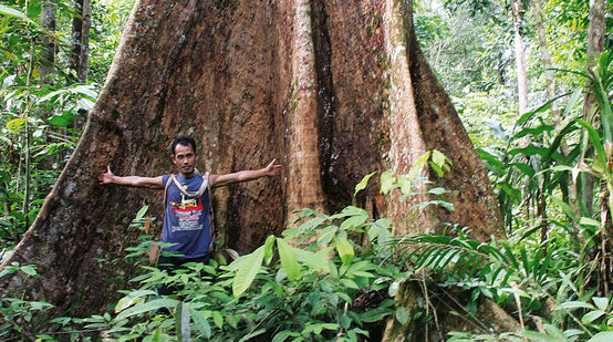 Sumatra: Ein Mann steht vor einem mächtigen Urwaldbaum und breitet die Arme aus
