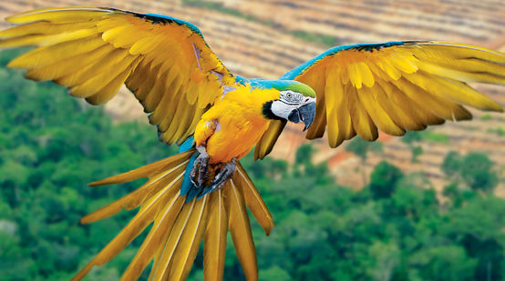 Montage: Ein Gelbbrustara fliegt über einer palmölplantage in der Luft