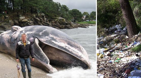 Toter Wal in der Bucht und Müll