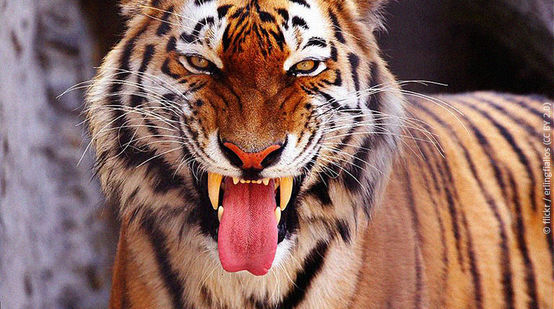 Ein bengalischer Tiger schaut mit offenem Maul in die Kamera