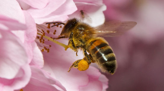 Eine Biene fliegt zu einer Kirschblüte
