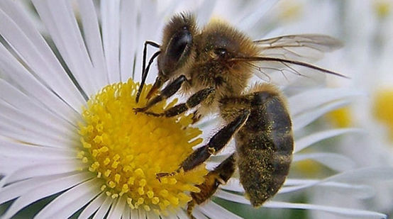 Eine Biene bestäubt eine weiße Blüte
