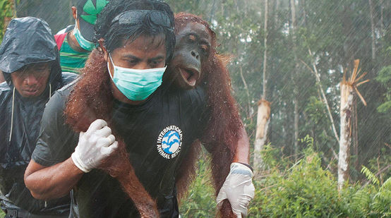 Verletzter Orang-Utan wird von Umweltschützer getragen