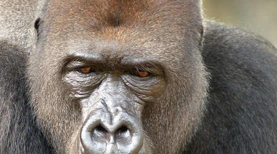 der Silberrücken einer Cross-River-Gorilla Gruppe schreitet durch den Wald