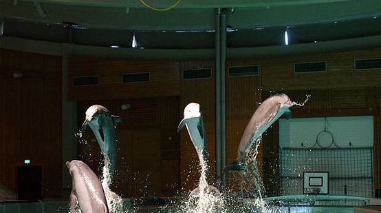 Delfine spingen aus dem Wasser in eine Delfinarium