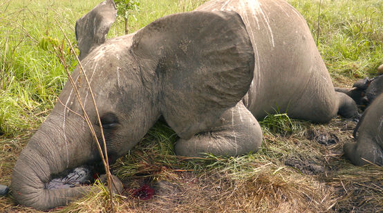 Ein junger Elefant liegt tot am Boden.