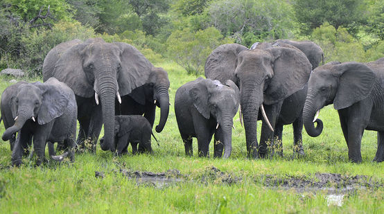 Junger Elefant mit Herde in Afrika