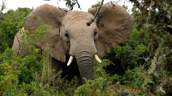 Afrikanischer Elefant im Wald
