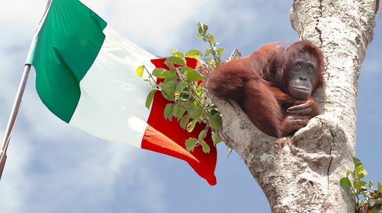 ENI Italien gefährden Orang Utans