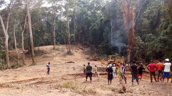 Ein Bulldozer schlägt eine Schneise in den Regenwald des Cross River State, Nigeria