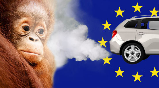 Fotomontage: Aus einem Autoauspuff vor einer EU Flagge strömen Abgase einem Orang-Utan ins Gesicht