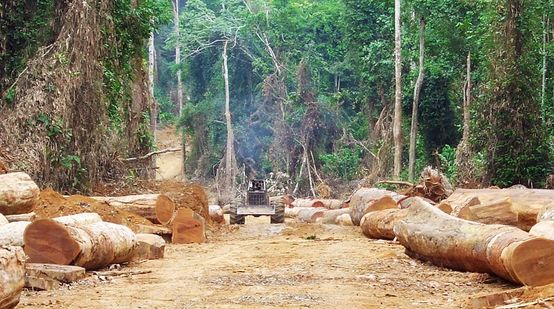 Mit Handschellen gefesselter Holzräuber vor gerodetem Regenwald