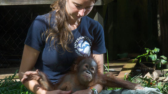 Tierärztin Karmele Llano im hält einen kleinen geretteten Orang-Utan auf dem Schoß