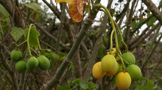 Jatrophafrüchte an einem Baum