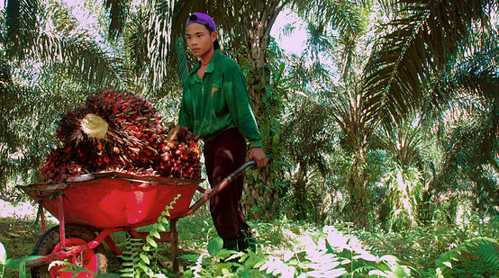 Ein Teenager schiebt eine Schubkarre voll Palmölfrüchte auf einer Plantage