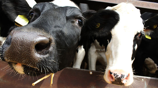 Zwei Kühe strecken ihre Köpfe der Kamera entgegen