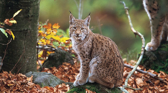 Ein Balkanluchs sitzt im Wald und blickt in die Kamera