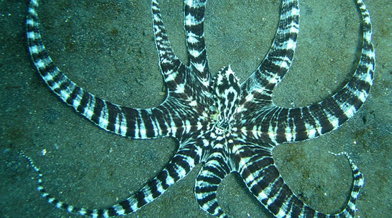Mimikry-Oktopus