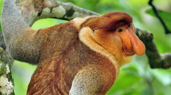 Nasenaffen leben ausschließlich auf der Insel Borneo