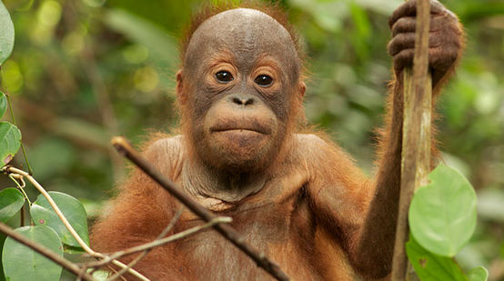 Kleiner Orang-Utan sitzt auf Baum und schaut in Kamera