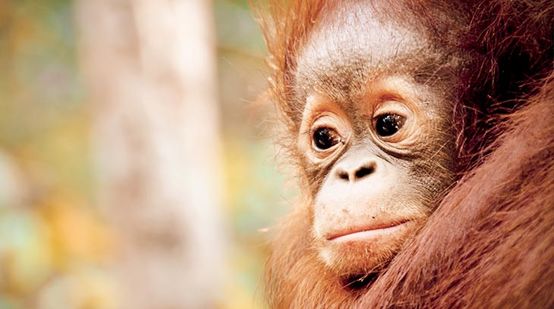 Trauriges Orang-Utan-Baby