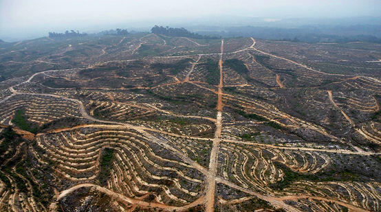 Rodung für Palmöl-Plantage