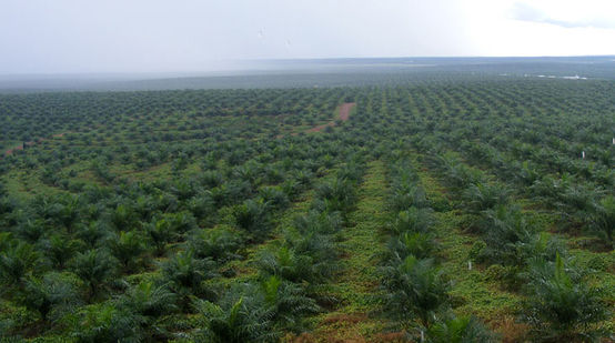 Ölpalmsetzlinge auf Plantage in Indonesien