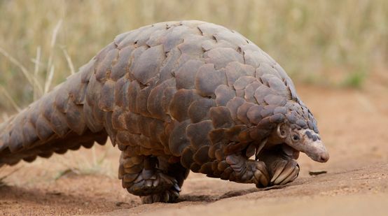 Ein großes Pangolin läuft über eine sandige Fläche