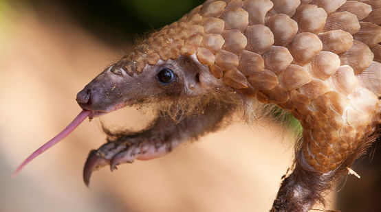 Ein Pangolin Gürteltier streckt die Zunge heraus.