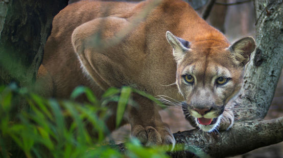 Puma auf Ast in Amerika